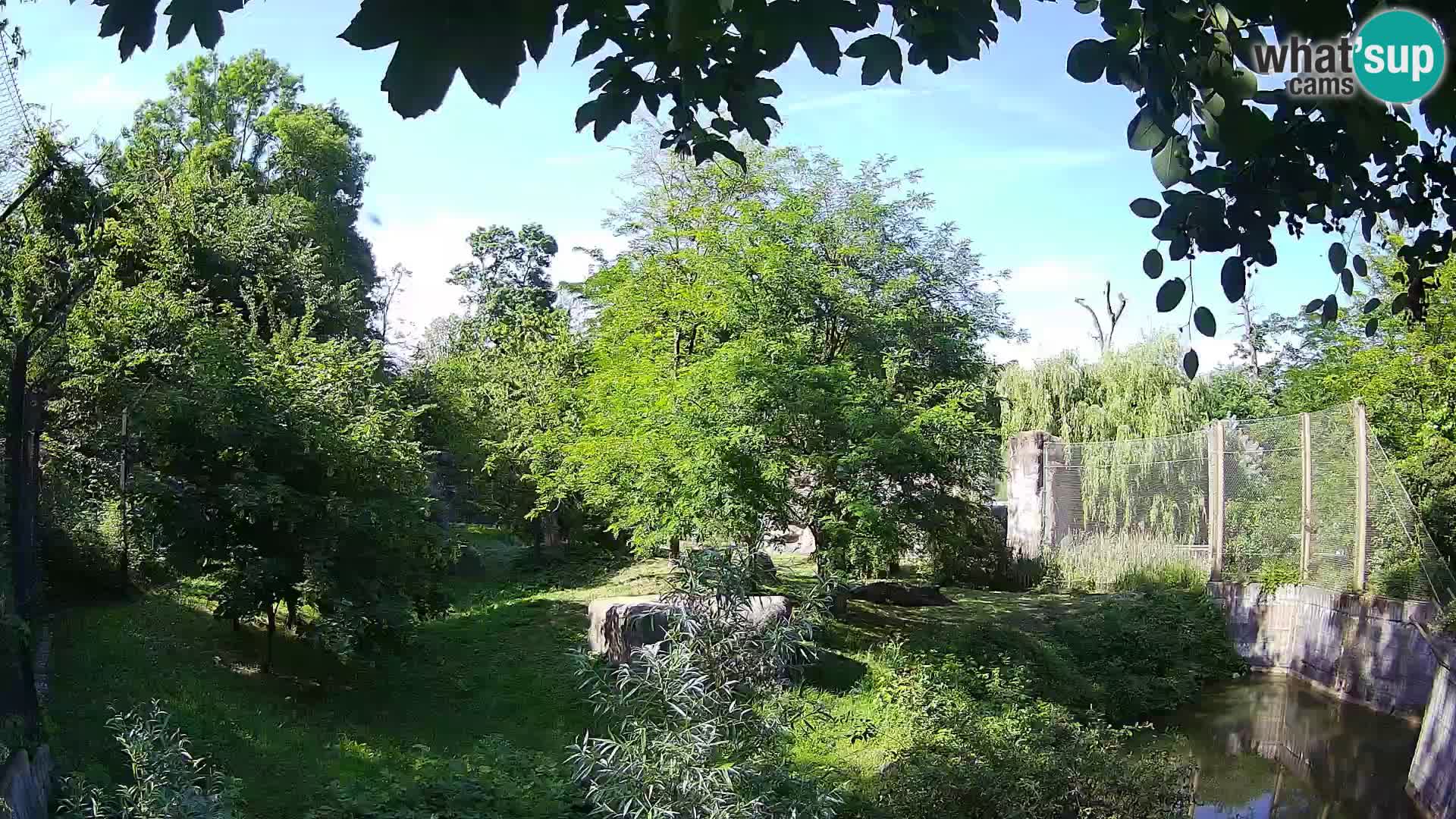 Spletna kamera Zoo Zagreb – Levi