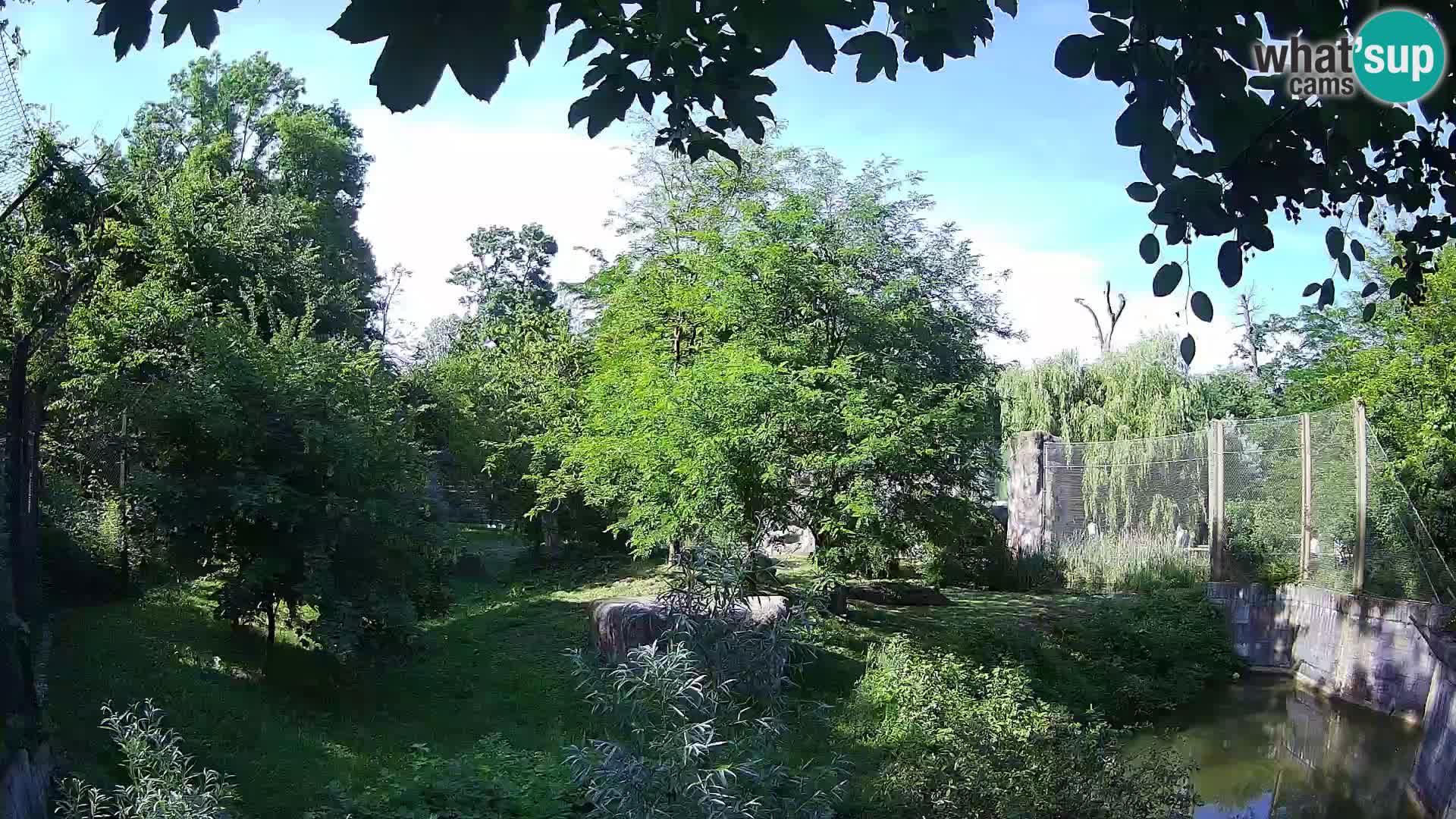 Spletna kamera Zoo Zagreb – Levi