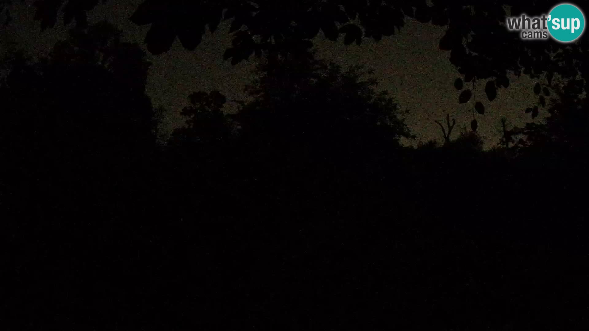 Spletna kamera Zoo Zagreb – Levi