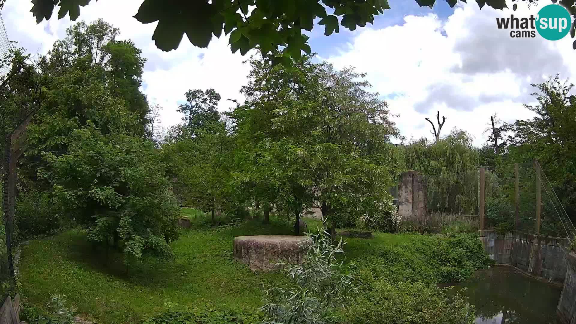 Zoo Zagreb – Lavovi