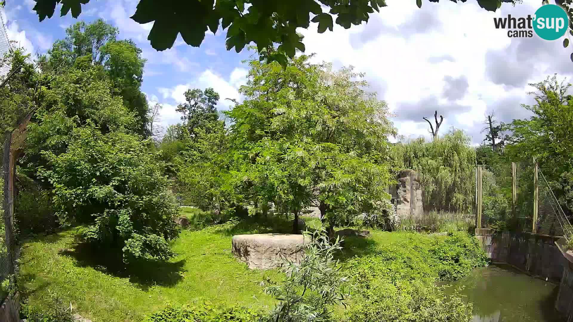 Zoo Zagreb – Lavovi
