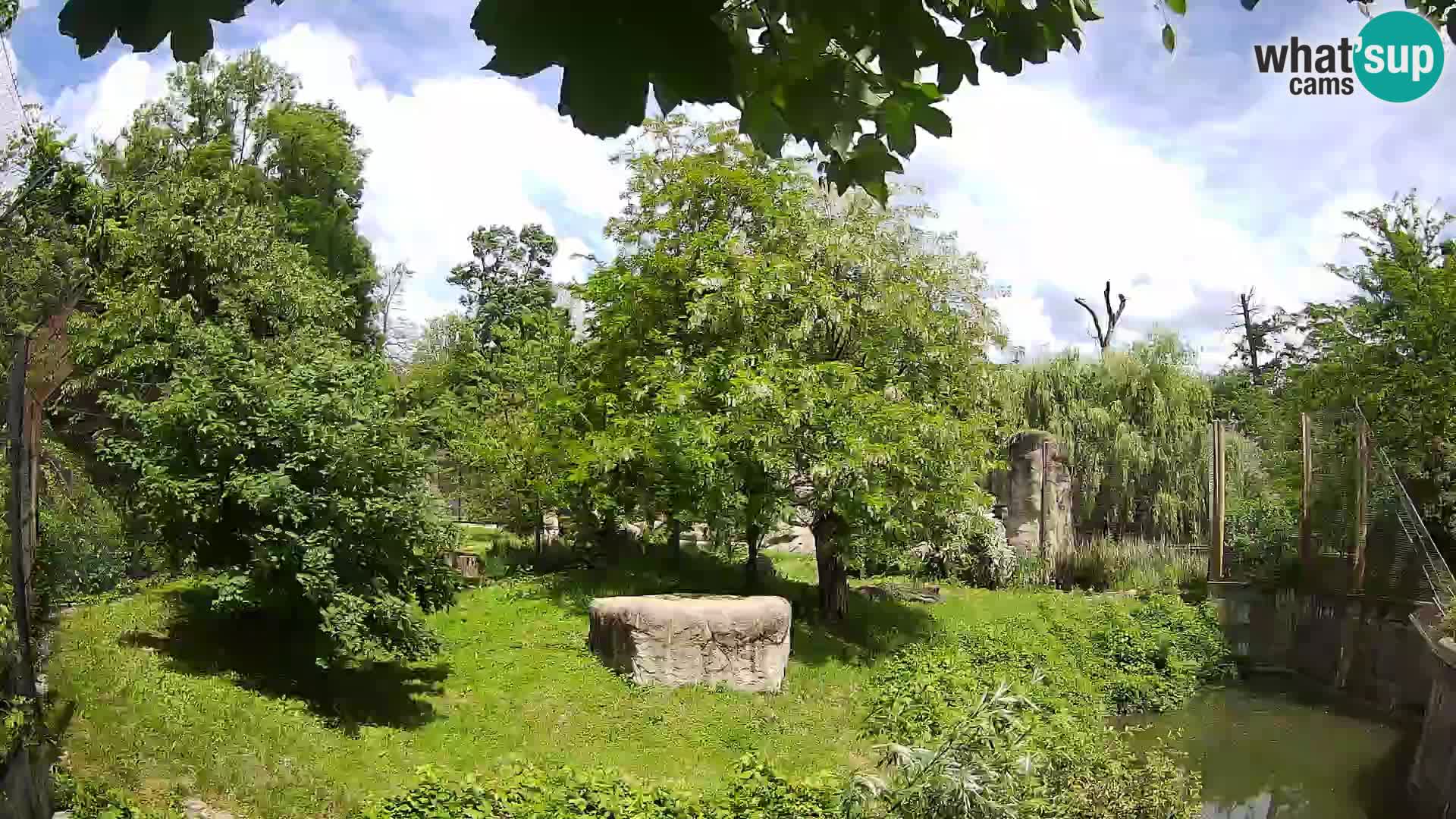 Spletna kamera Zoo Zagreb – Levi