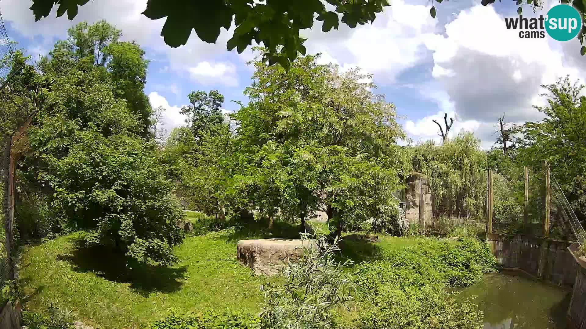 Zoo Zagreb – Leoni