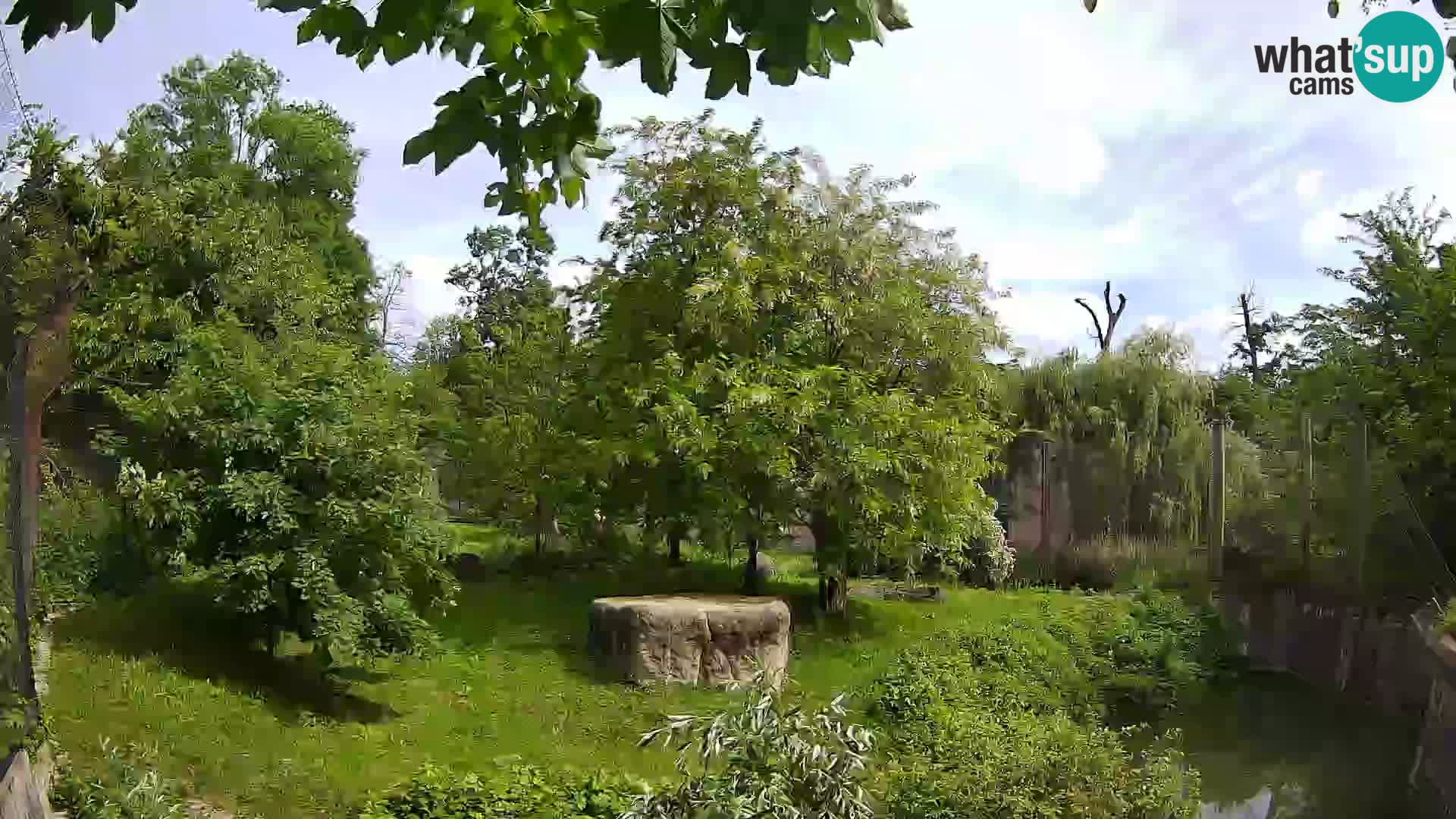 Spletna kamera Zoo Zagreb – Levi