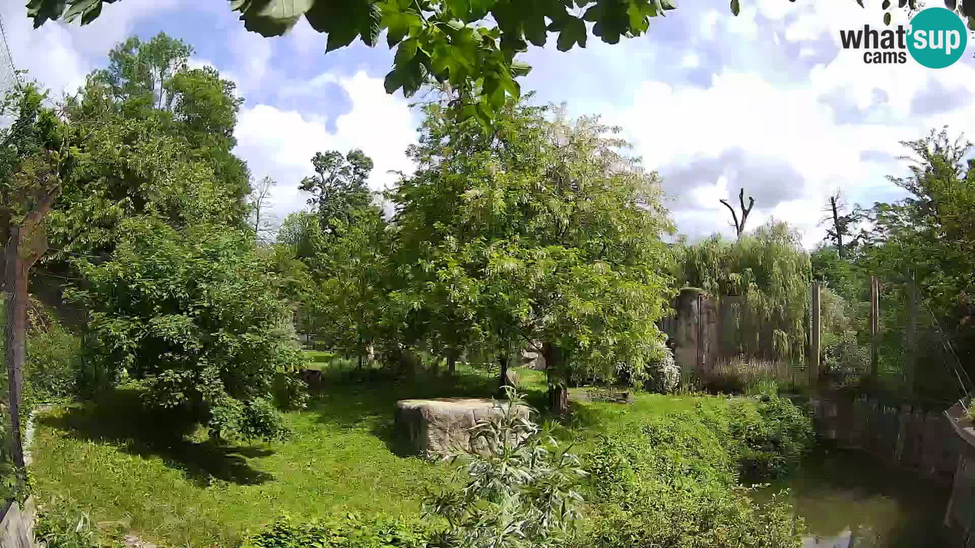 Spletna kamera Zoo Zagreb – Levi