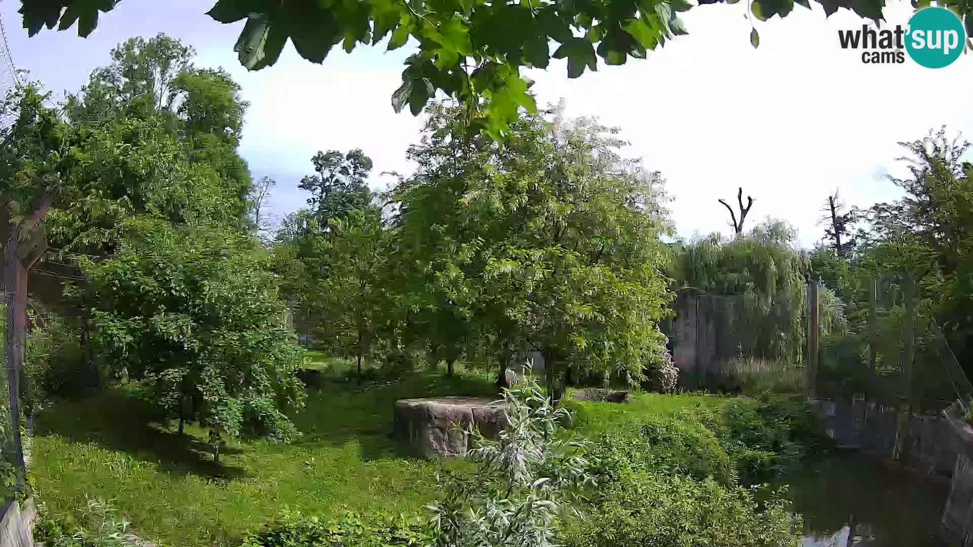 Zoo Zagreb – Lion