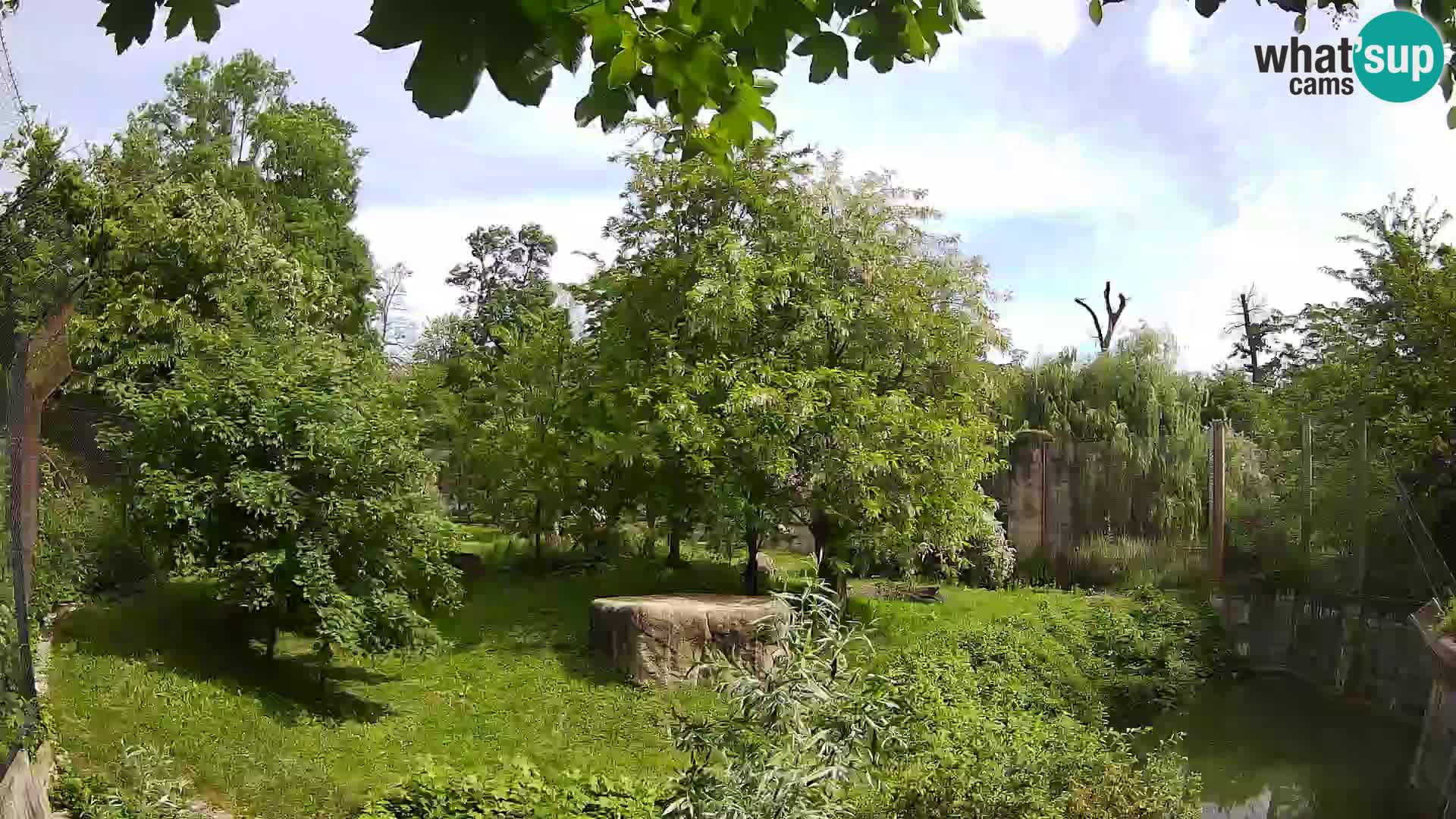 Spletna kamera Zoo Zagreb – Levi