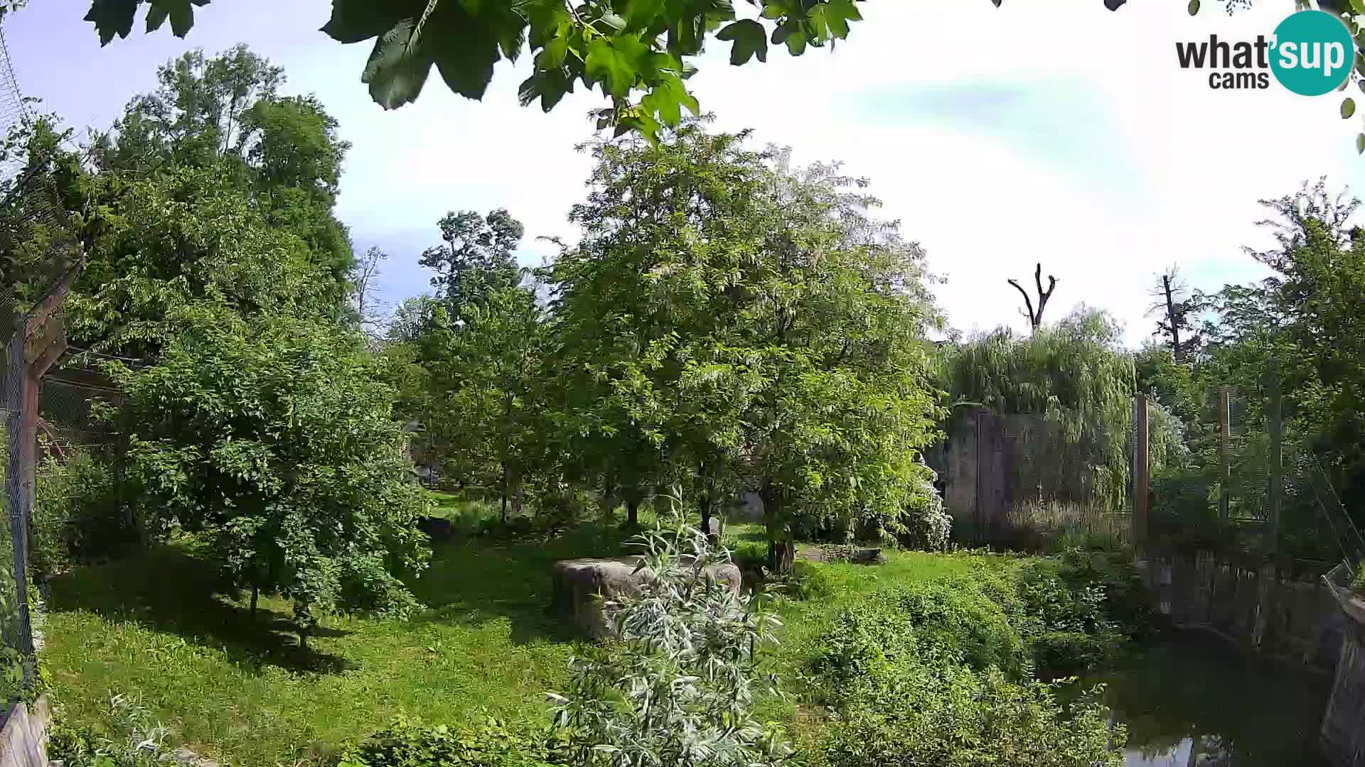 Zoo Zagreb – Lavovi