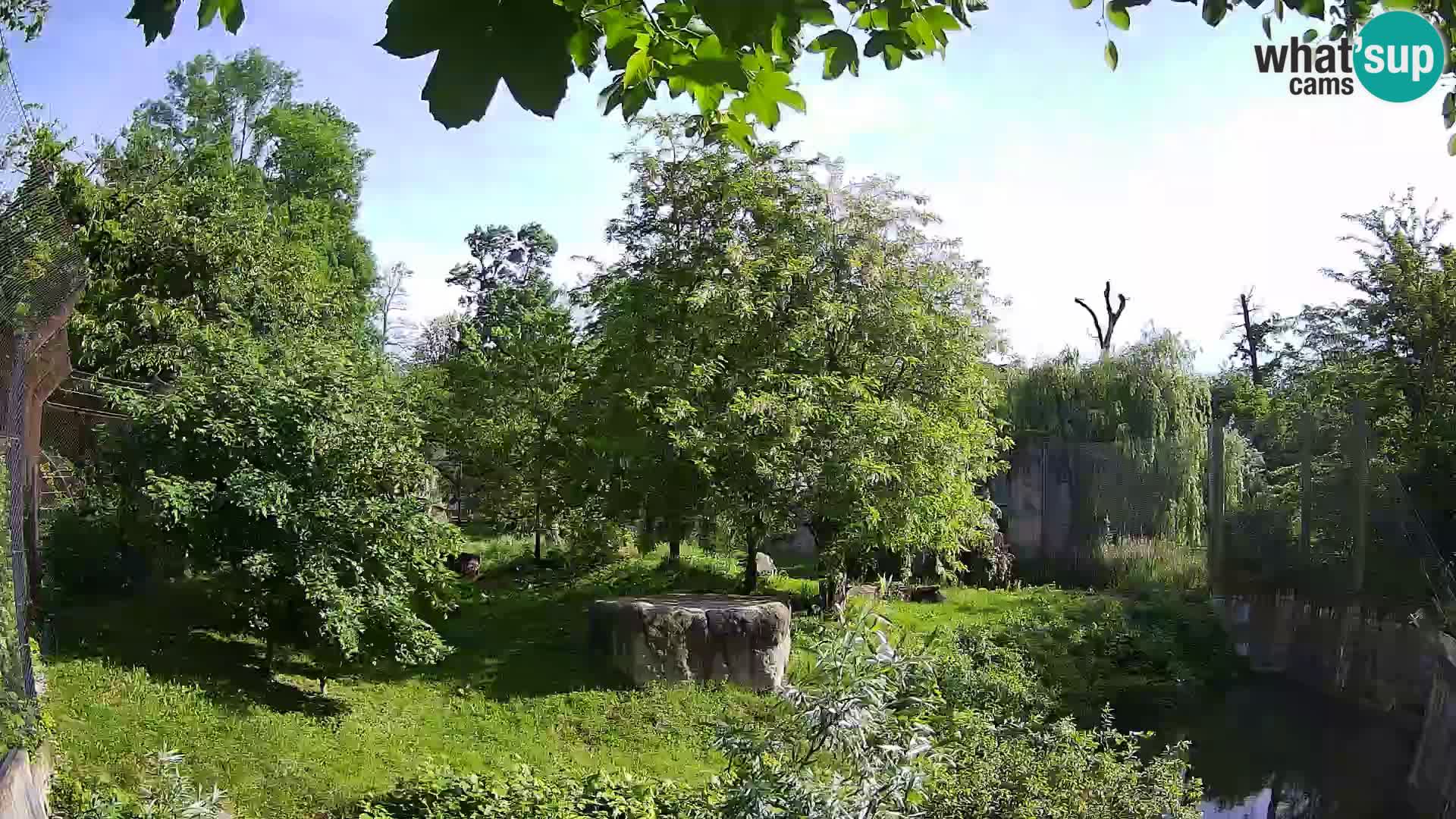 Zoo Zagreb – Lavovi
