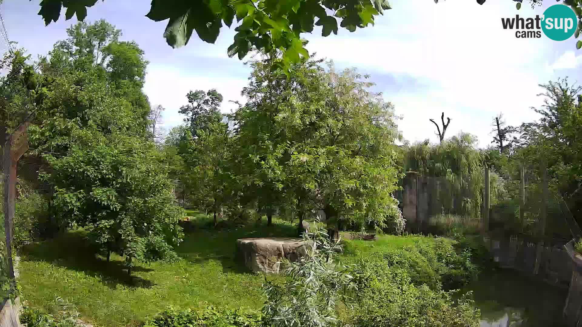 Zoo Zagreb – Leoni