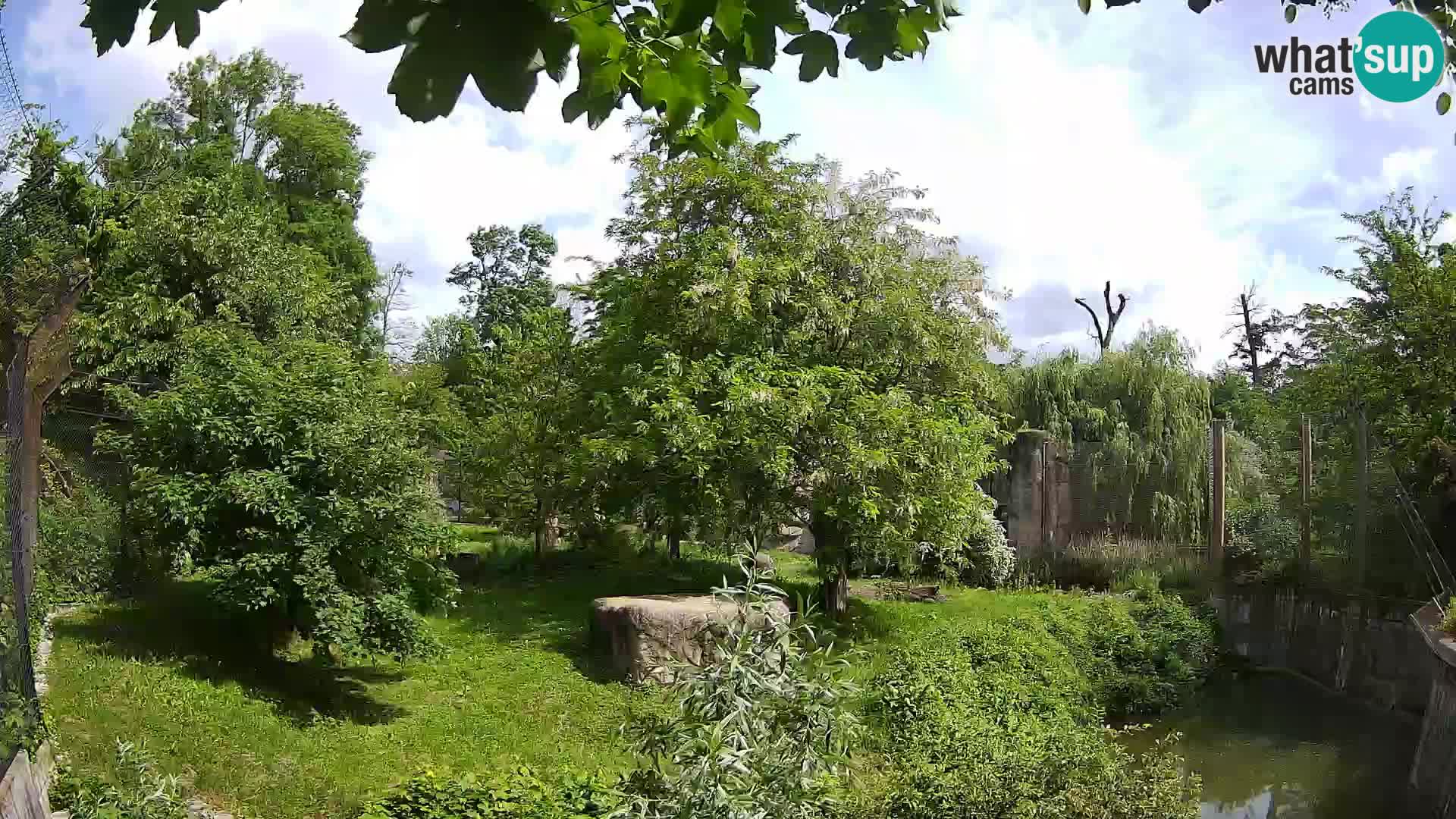 Zoo Zagreb – Lavovi