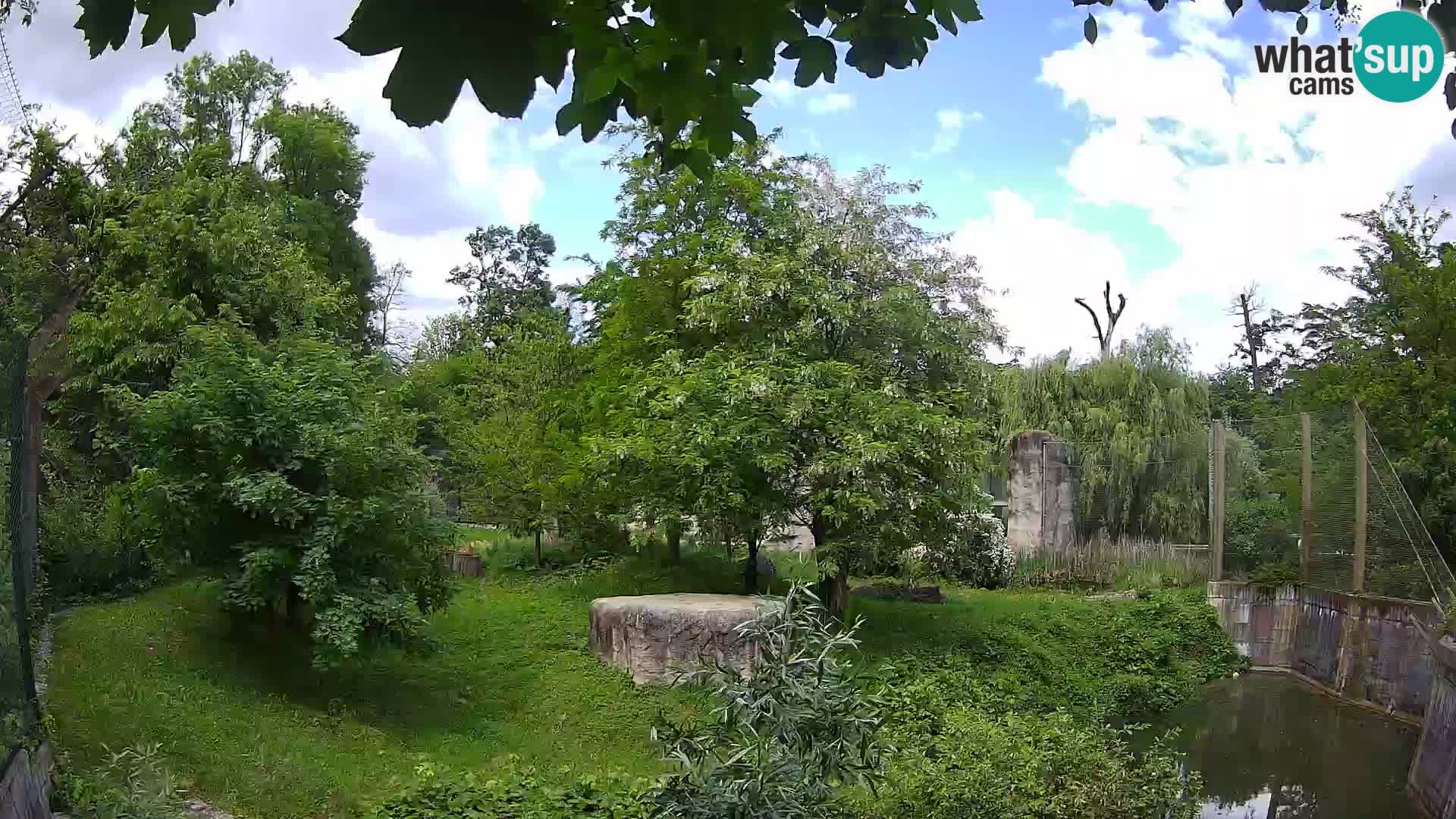 Spletna kamera Zoo Zagreb – Levi