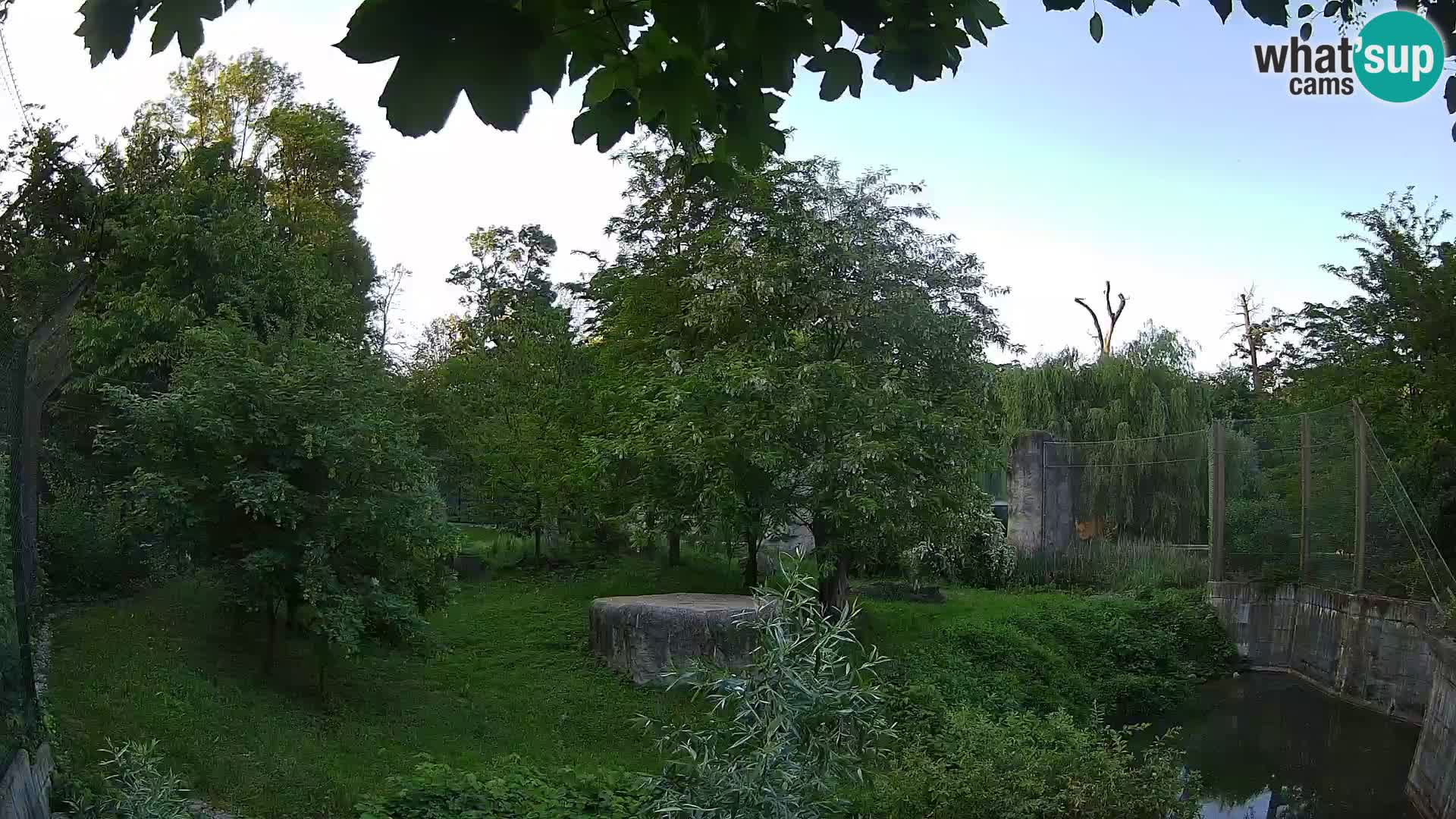 Zoo Zagreb – Lavovi