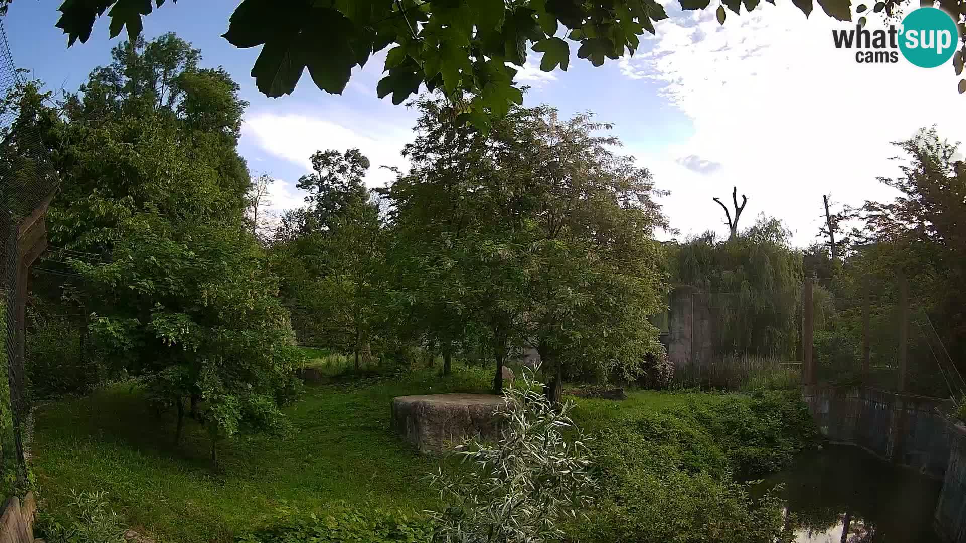 Zoo Zagreb – Löwen