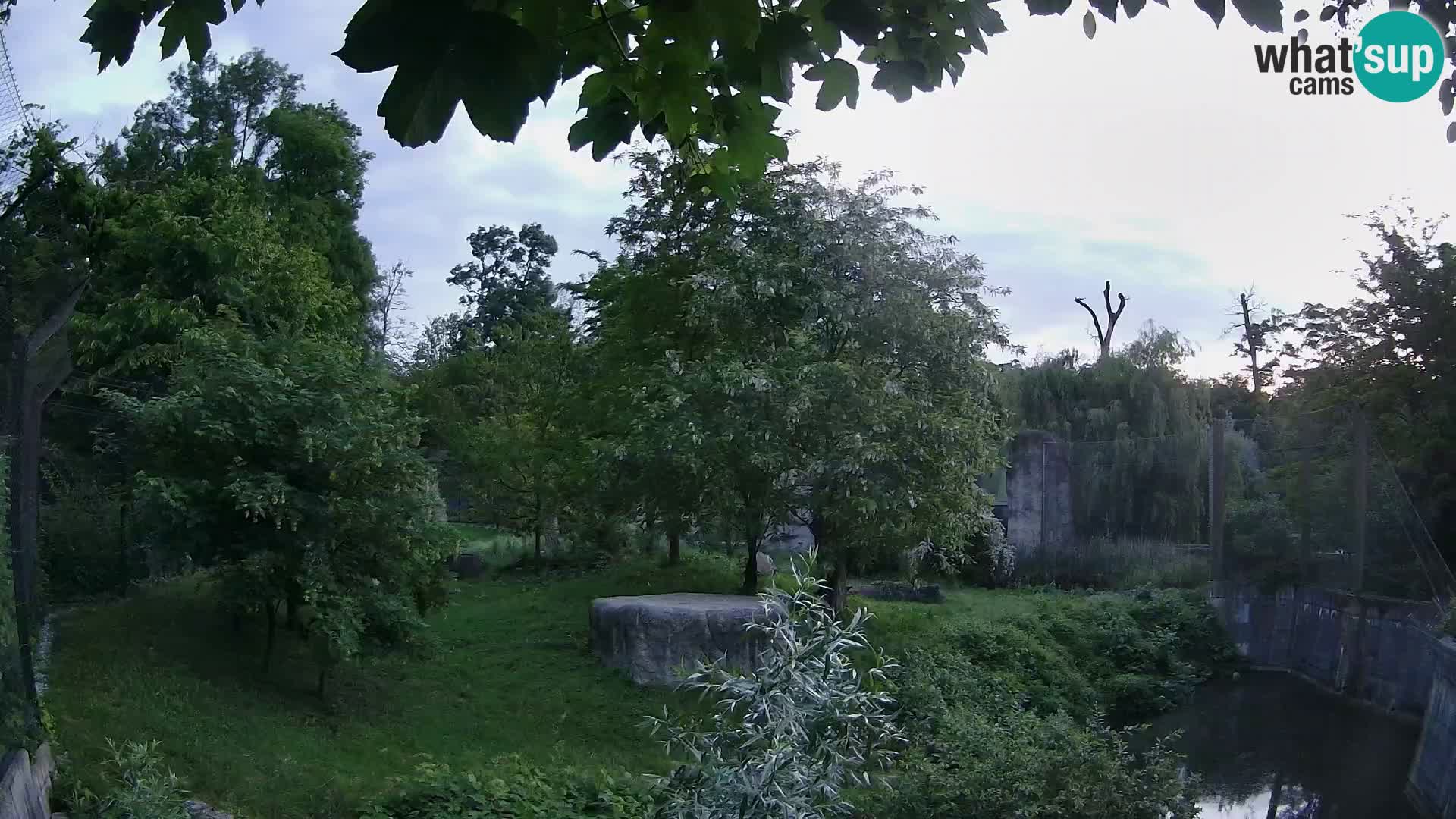 Spletna kamera Zoo Zagreb – Levi