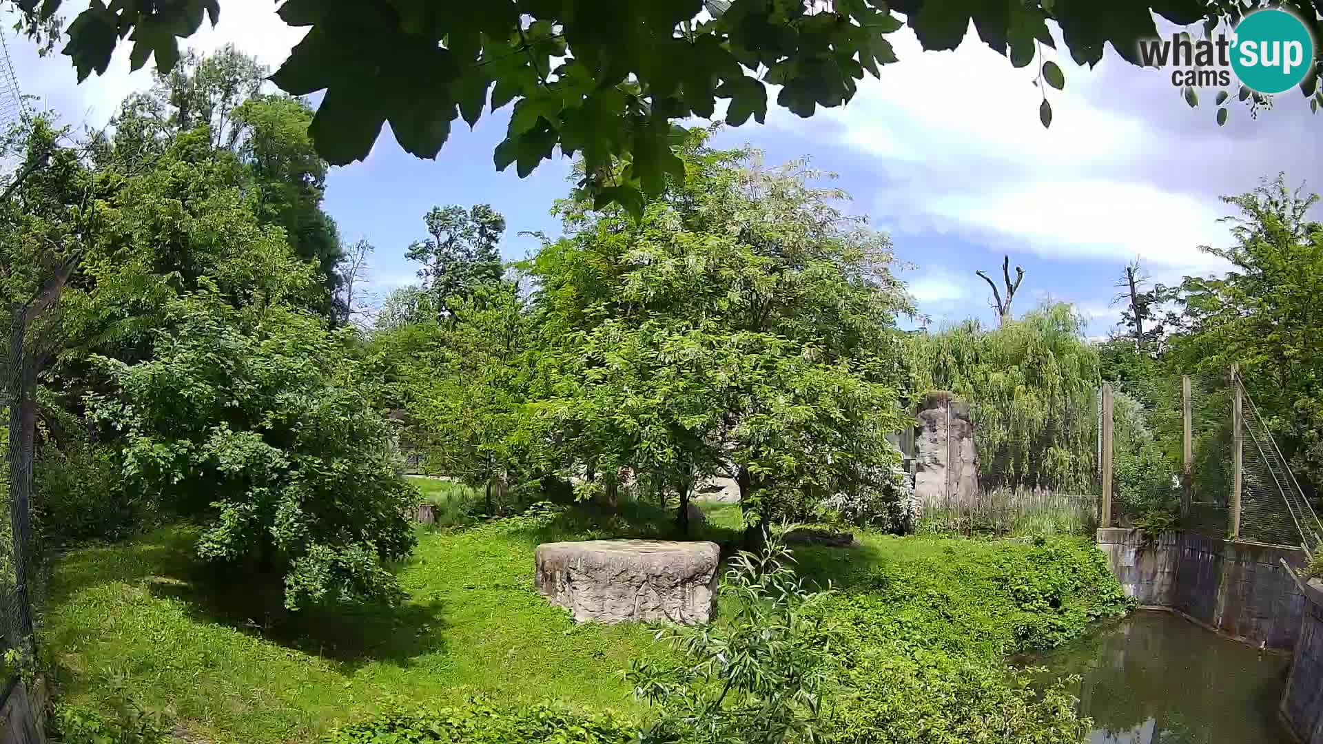 Spletna kamera Zoo Zagreb – Levi