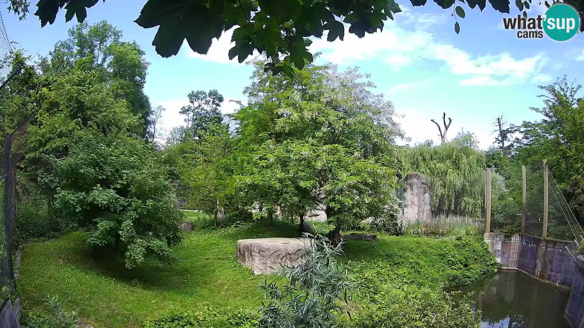Zoo Zagreb – Lion