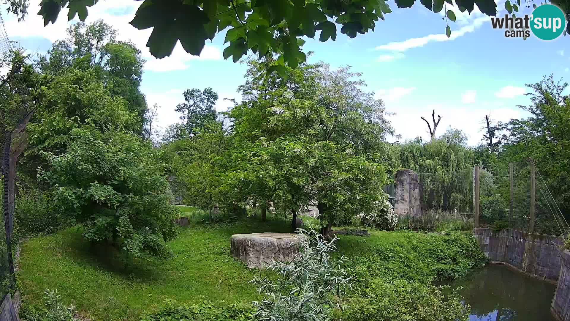 Zoo Zagreb – Lion