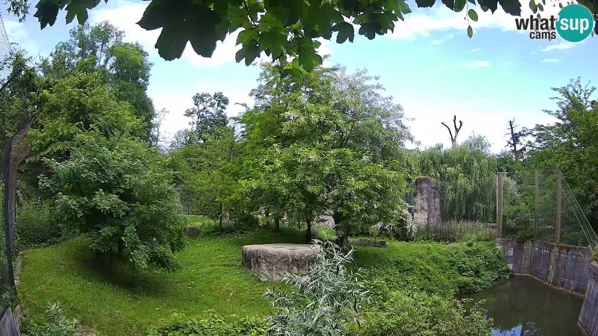 Zoo Zagreb – Lion