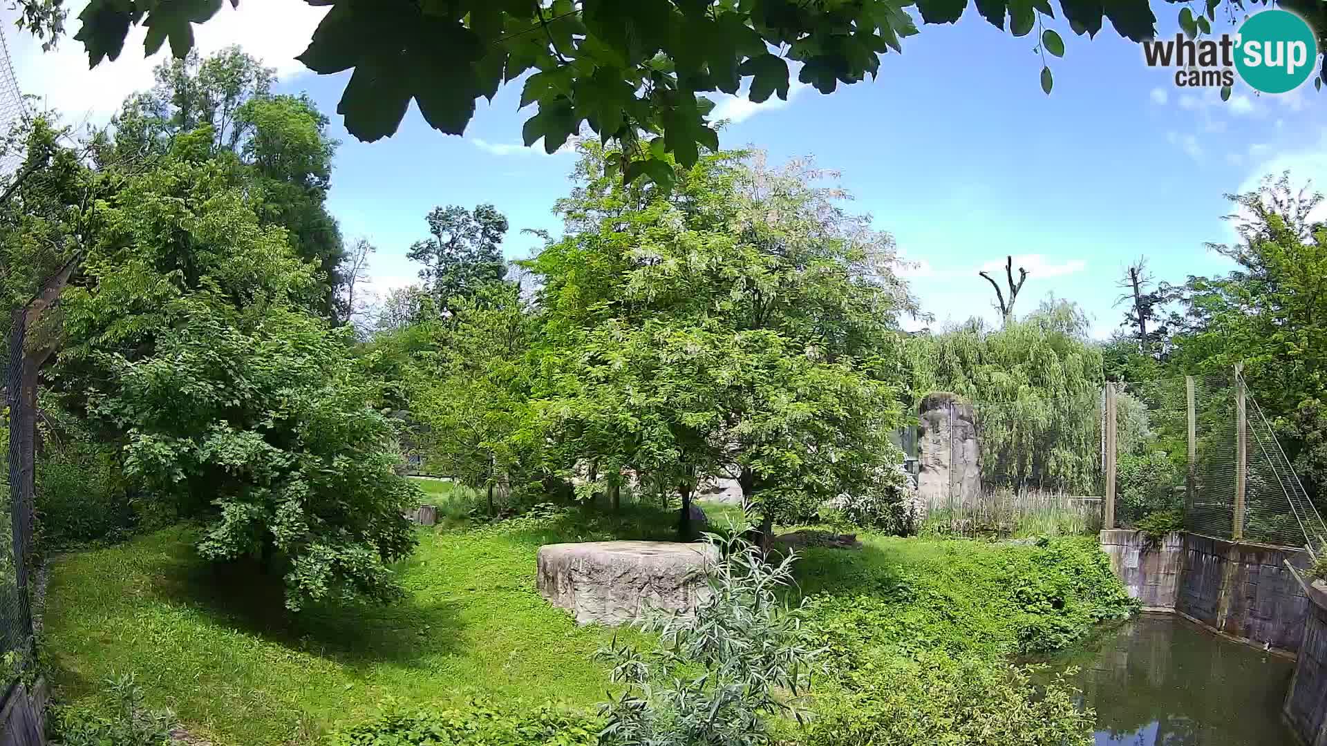Zoo Zagreb – Leones