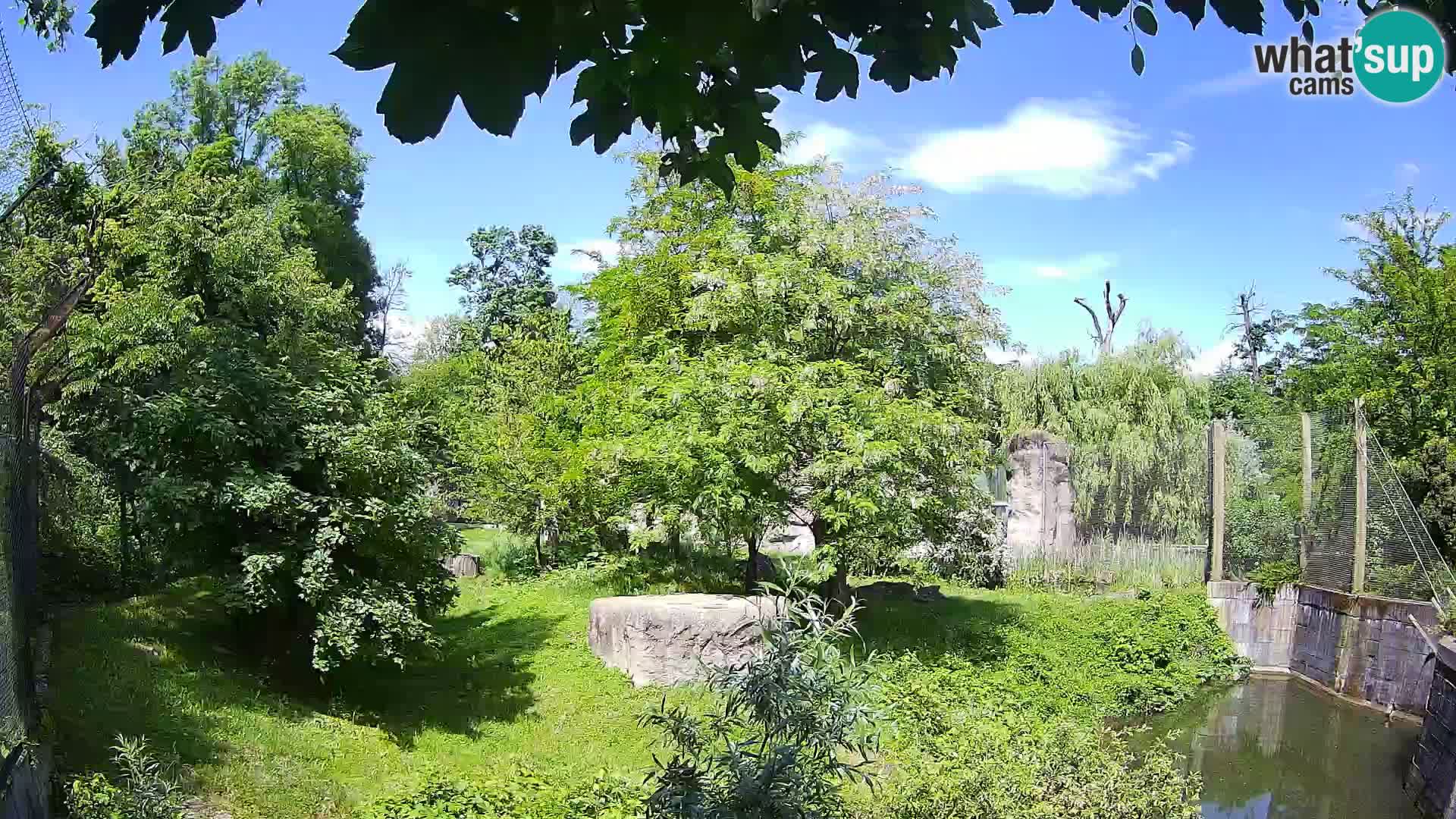 Zoo Zagreb – Leoni