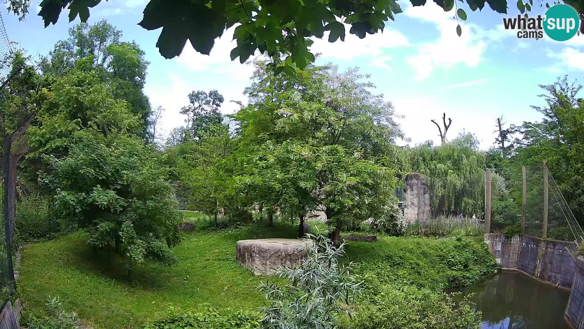 Zoo Zagreb – Lion