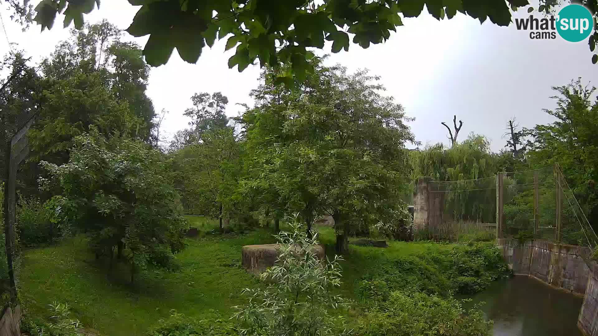 Zoo Zagreb – Lavovi