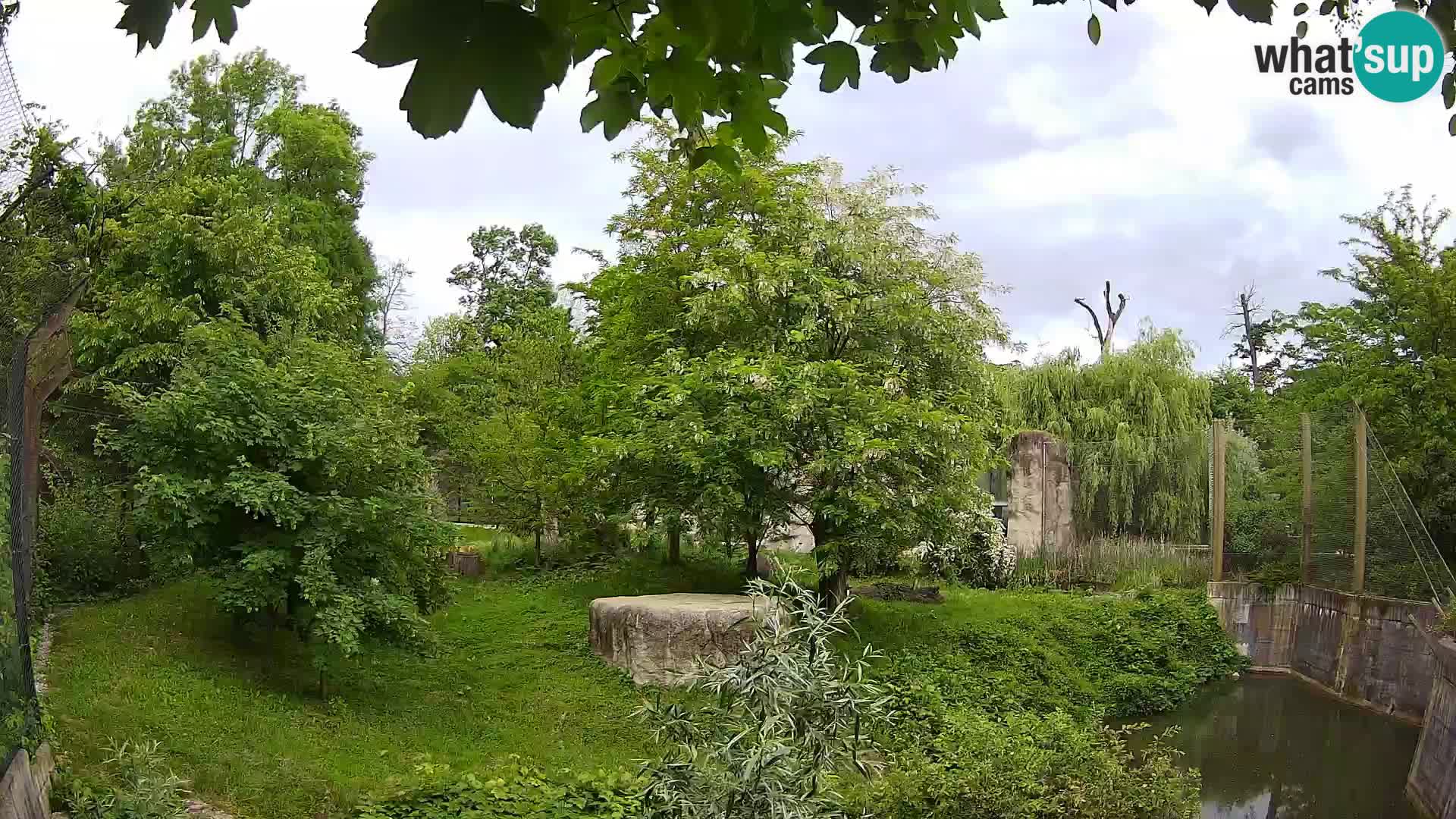 Zoo Zagreb – Lavovi