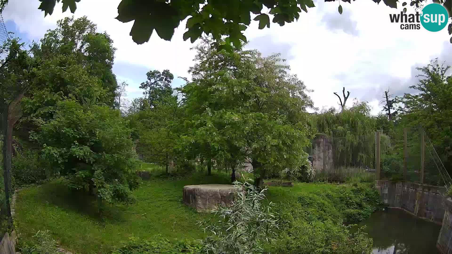 Zoo Zagreb – Lavovi