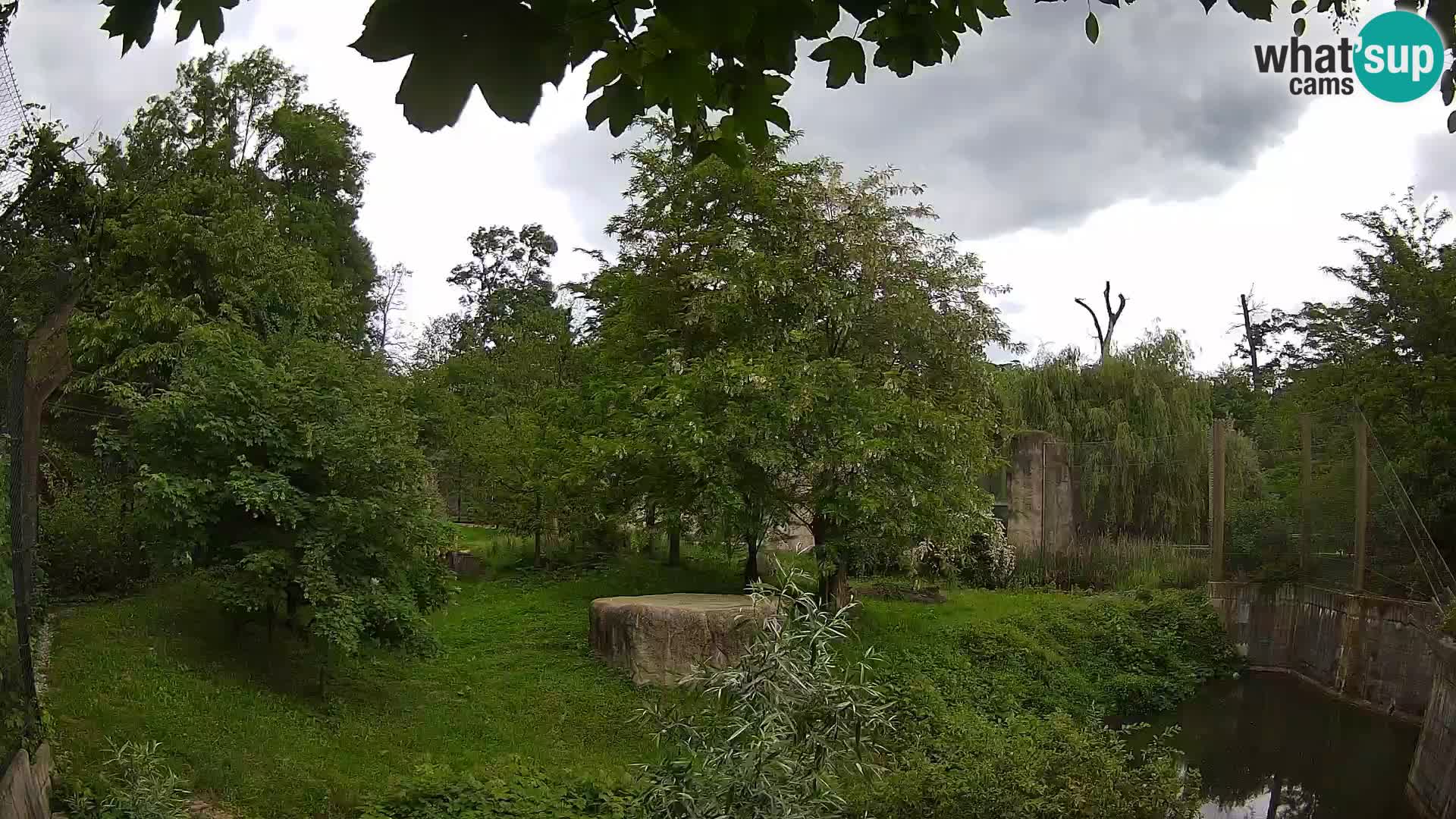 Zoo Zagreb – Lion