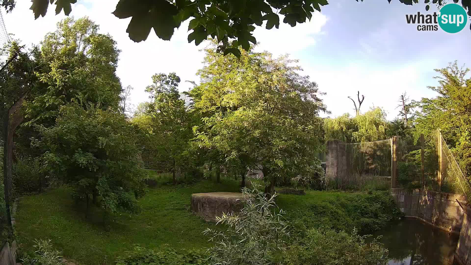 Zoo Zagreb – Lion