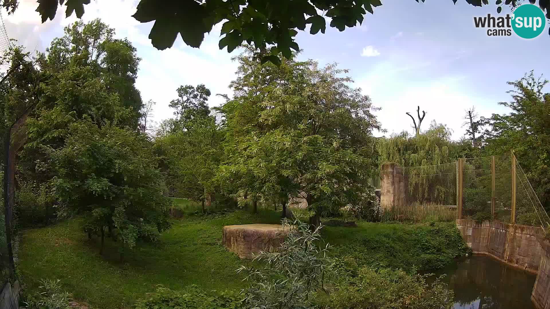 Zoo Zagreb – Lion