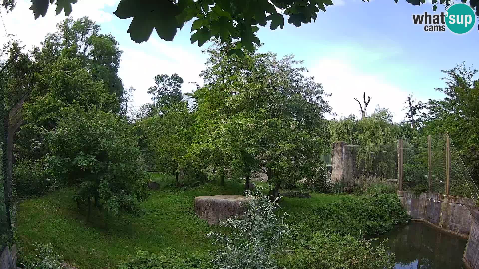 Zoo Zagreb – Lion