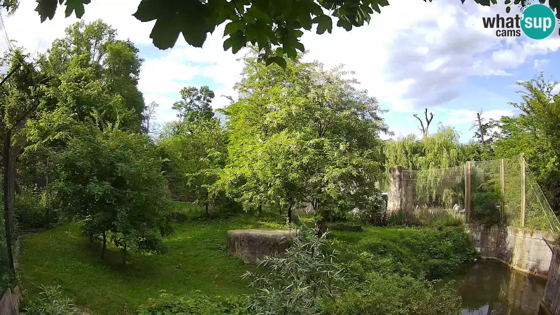 Zoo Zagreb – Lavovi