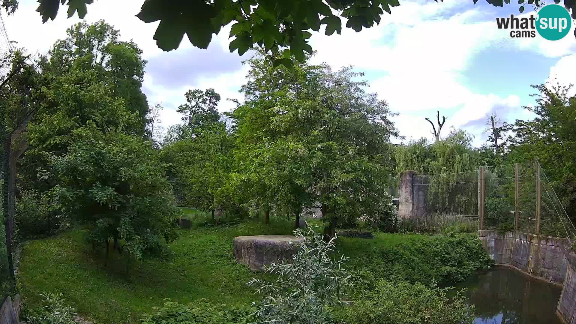 Zoo Zagreb – Lion