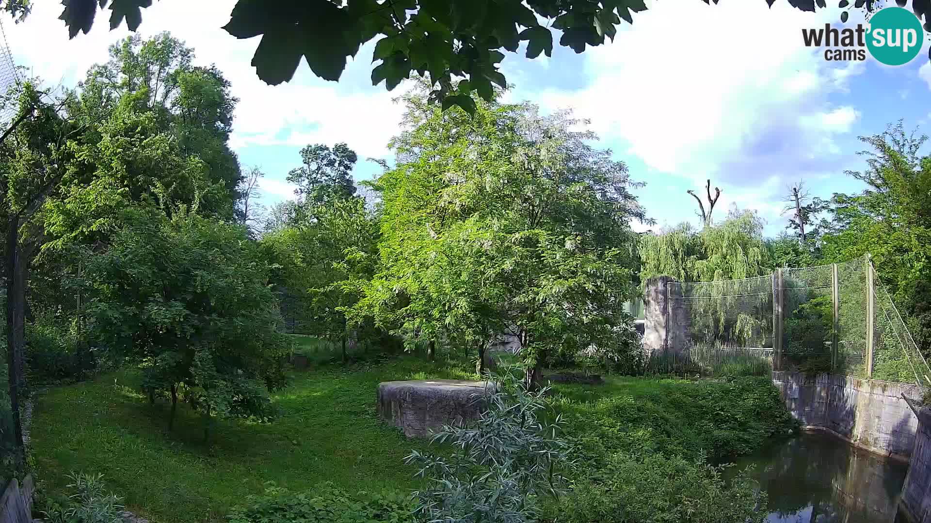 Zoo Zagreb – Lion