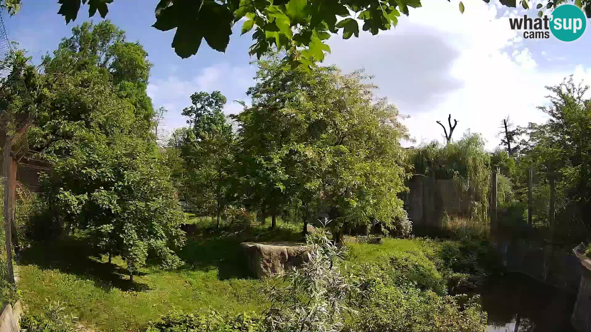 Zoo Zagreb – Lion