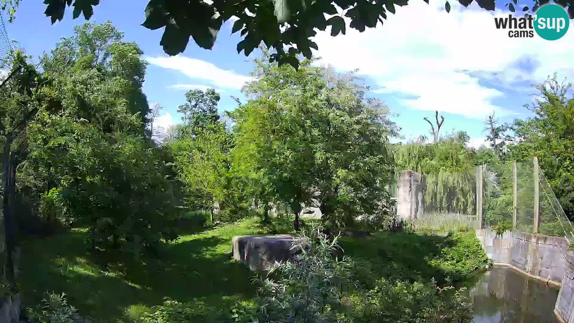Zoo Zagreb – Lion