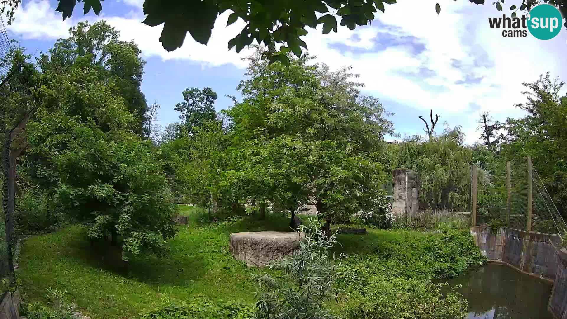 Zoo Zagreb – Lavovi