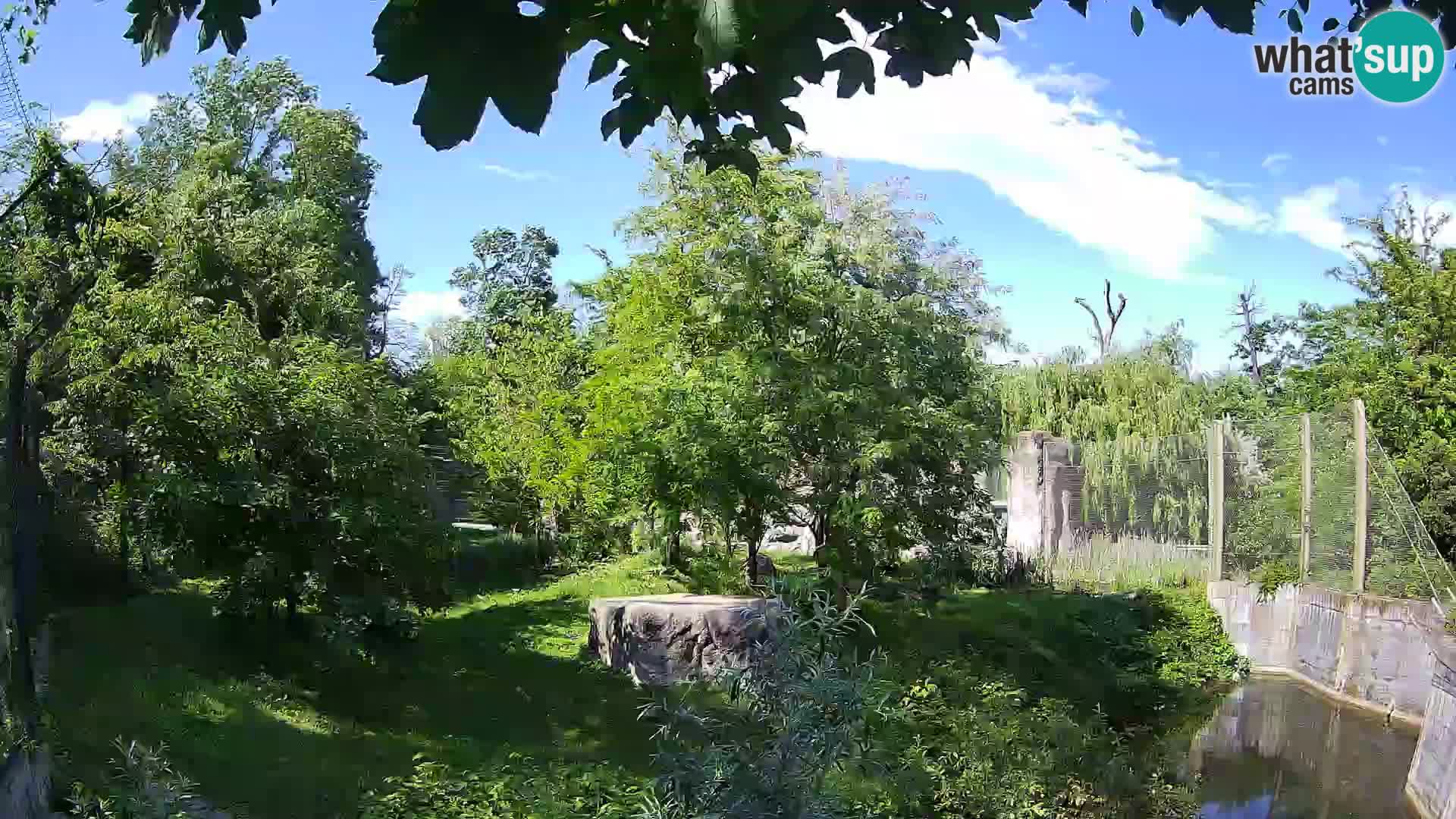 Zoo Zagreb – Leoni