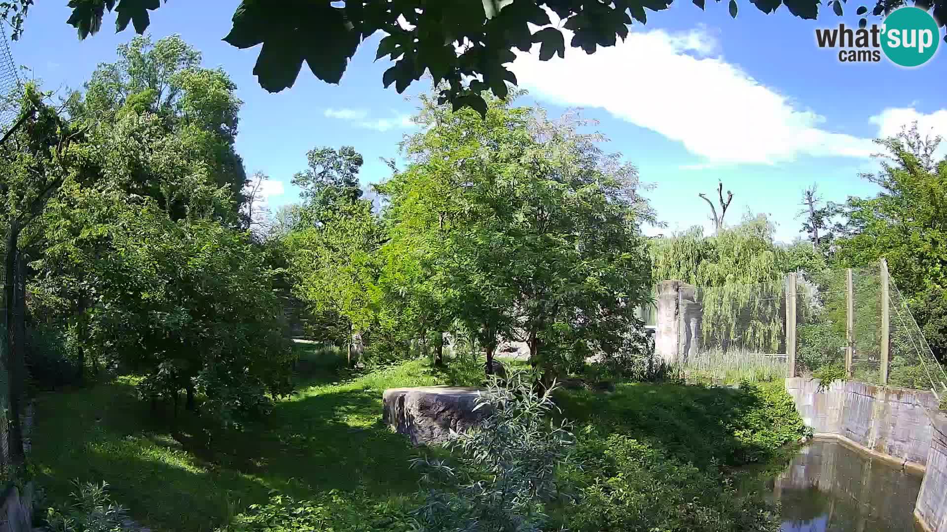 Zoo Zagreb – Leones