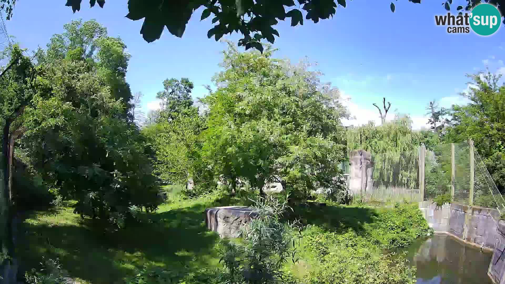 Zoo Zagreb – Leoni