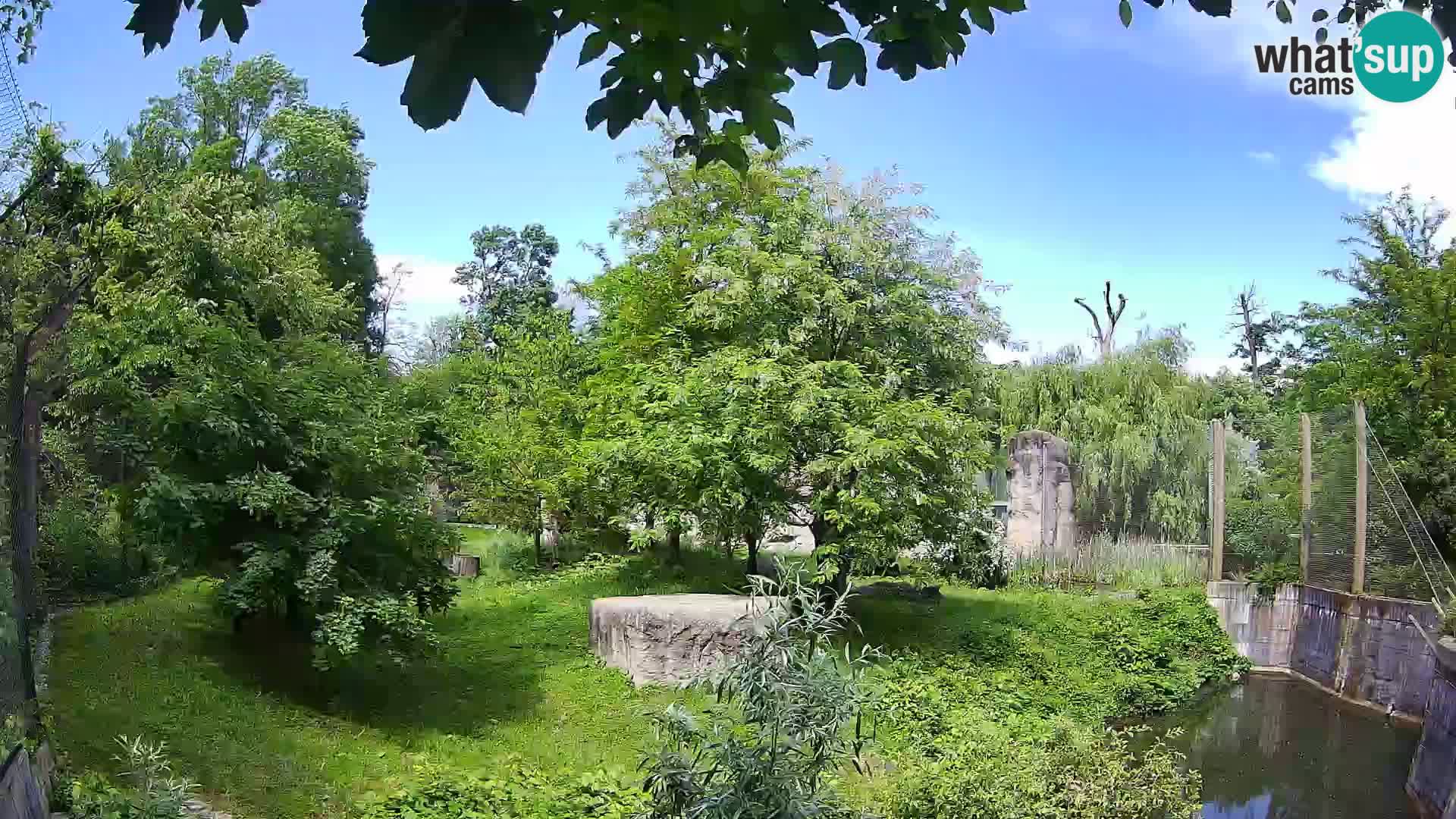 Zoo Zagreb – Leoni
