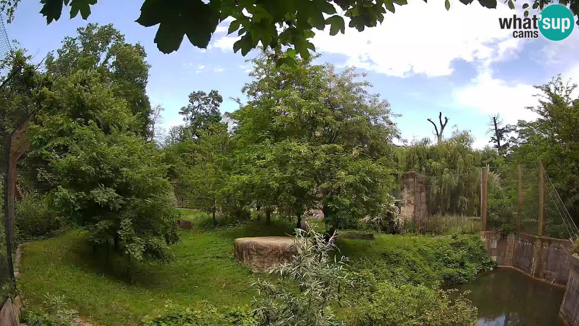 Zoo Zagreb – Lavovi