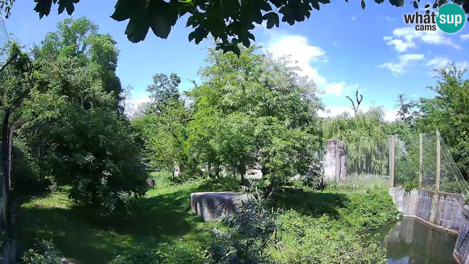 Zoo Zagreb – Lion