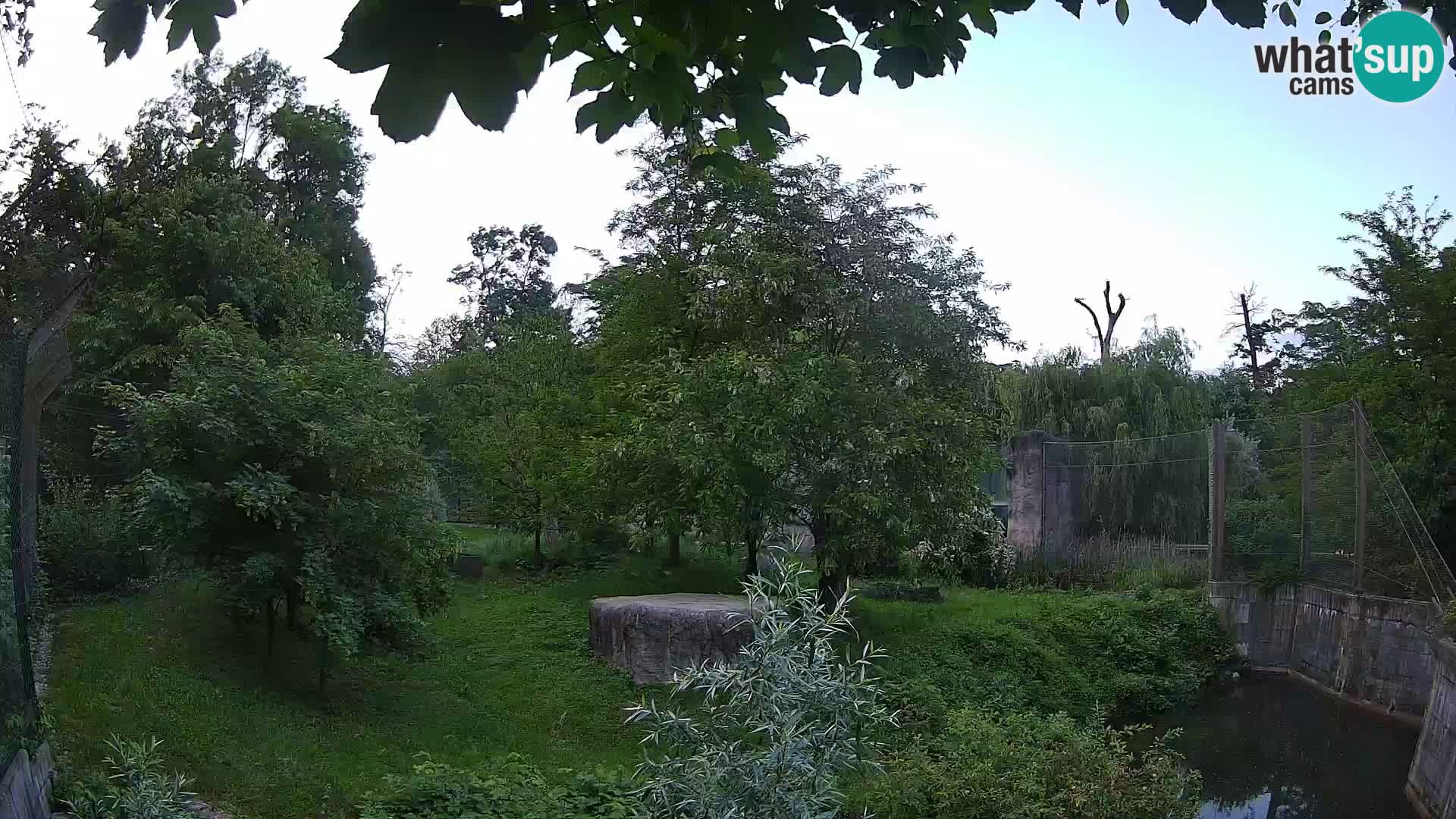 Zoo Zagreb – Lion
