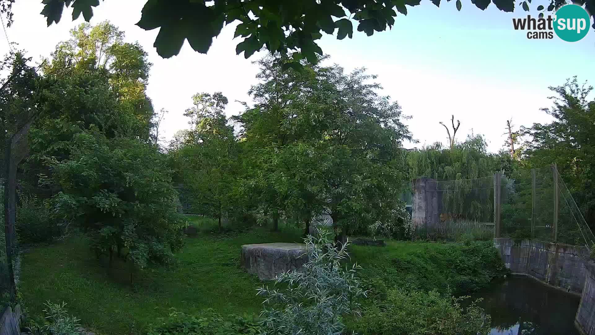 Zoo Zagreb – Lavovi