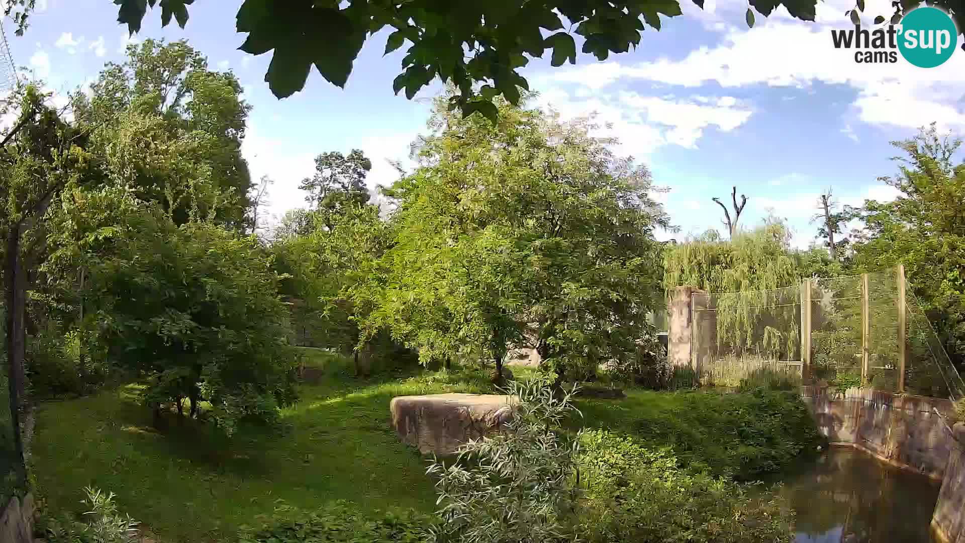 Zoo Zagreb – Leoni