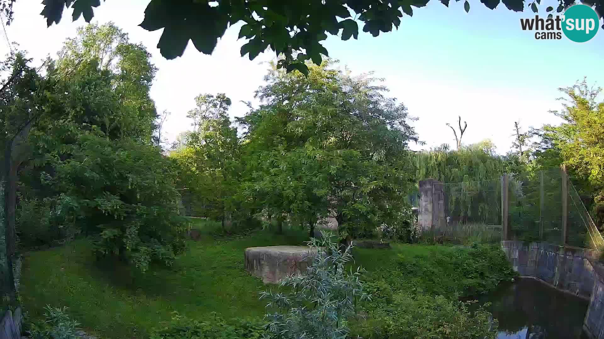Zoo Zagreb – Lion