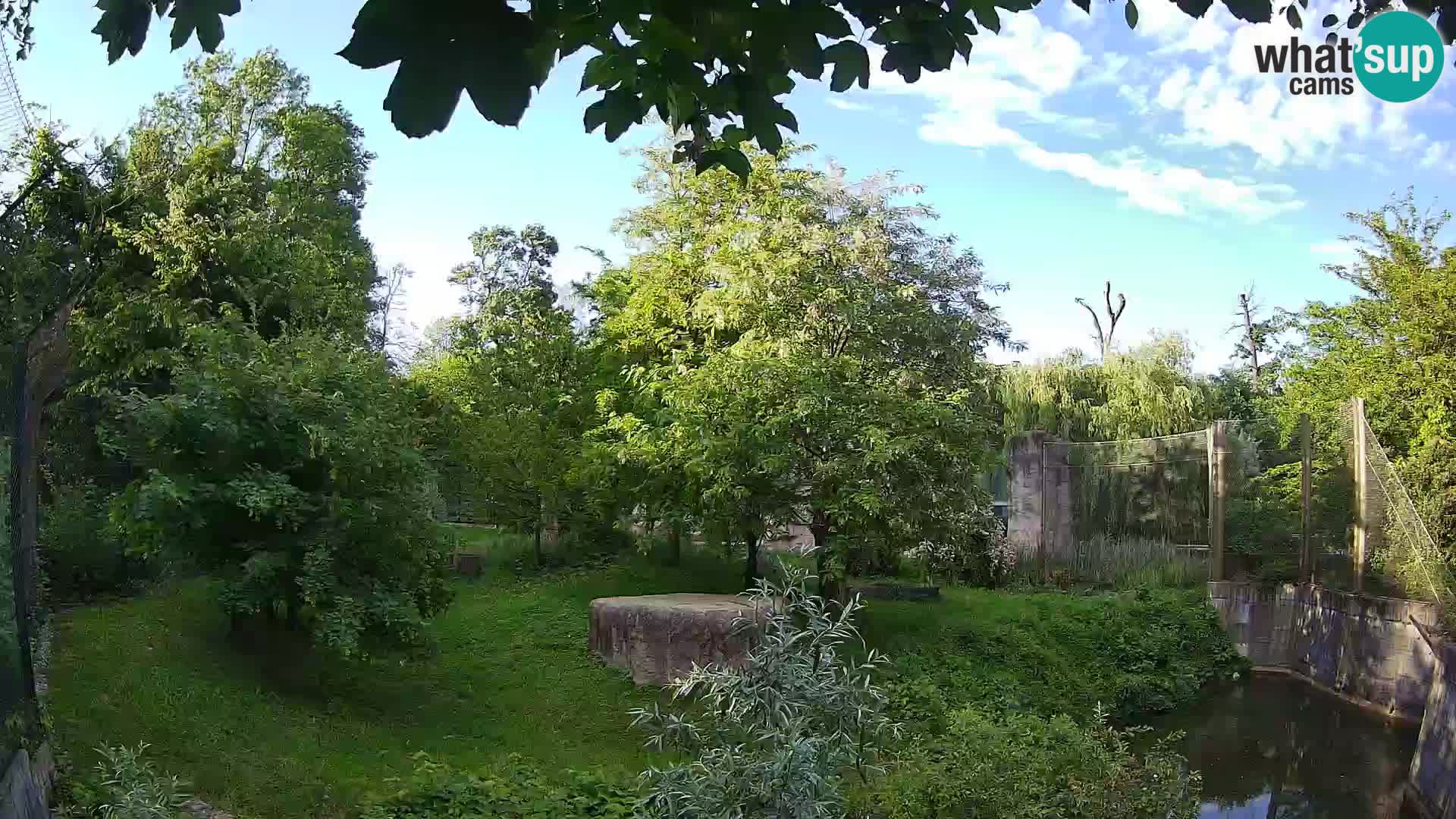 Zoo Zagreb – Lion